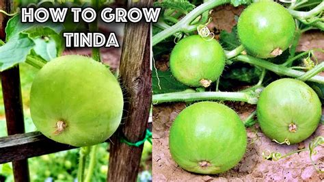 how to grow tinda plant